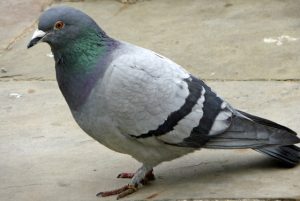 Pigeon Update