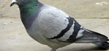 Pigeon Update
