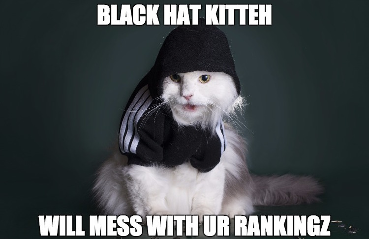 black-hat-cat
