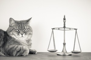 Kitty Cat Decides Justice