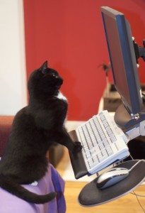 cat working on computer